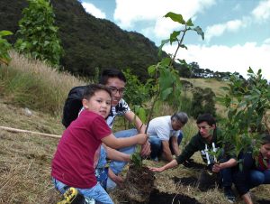 Plantación y siembra de árboles para colegios