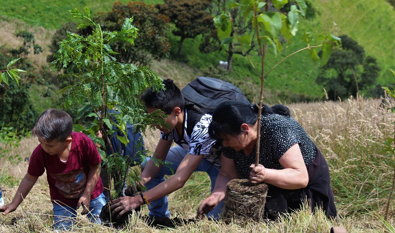 Tour plantar árboles sembrar bosques, responsabilidad ambiental